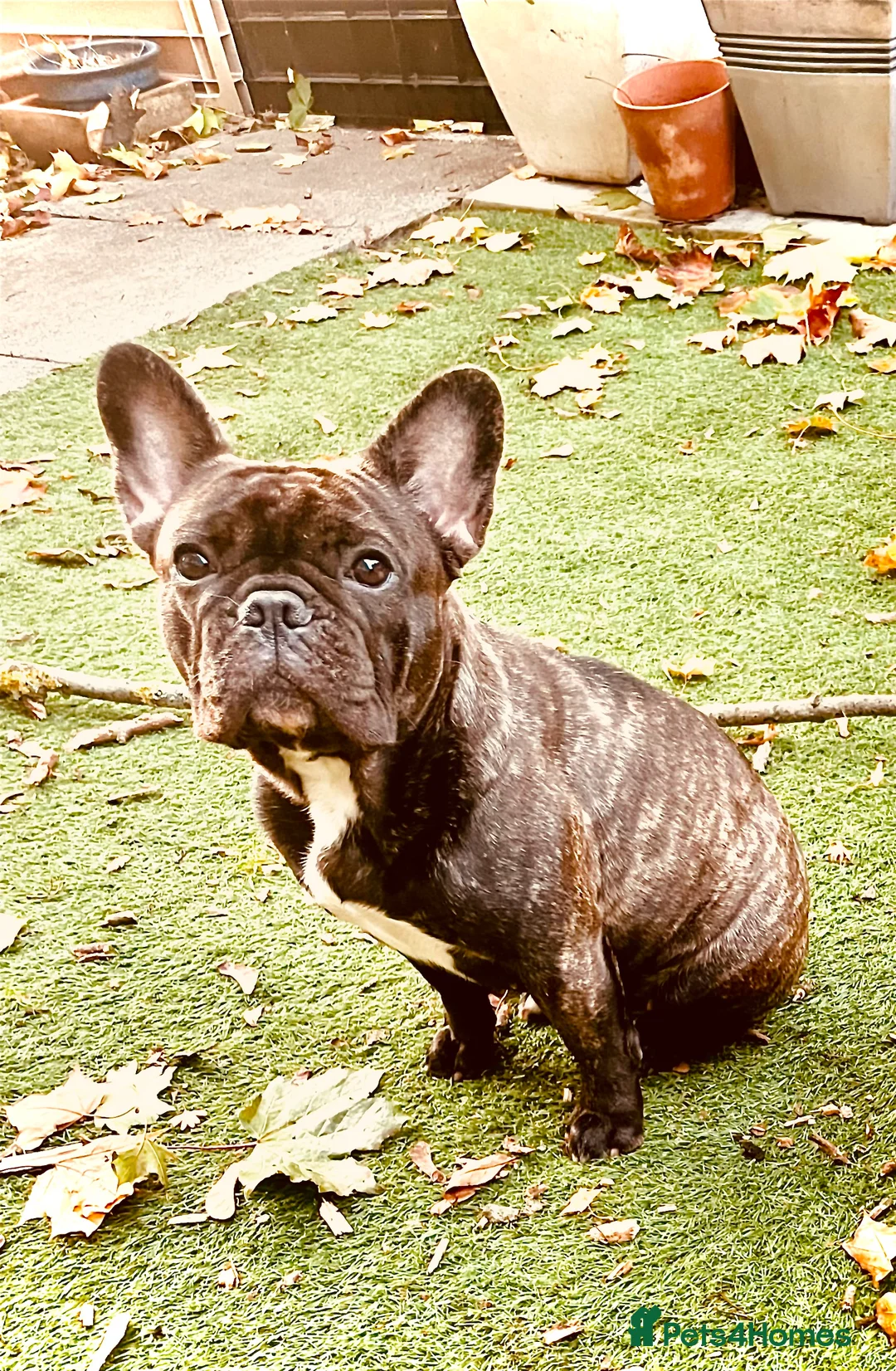 French Bulldog dogs for sale: Coco 5Yo French Bulldog - Advert 2