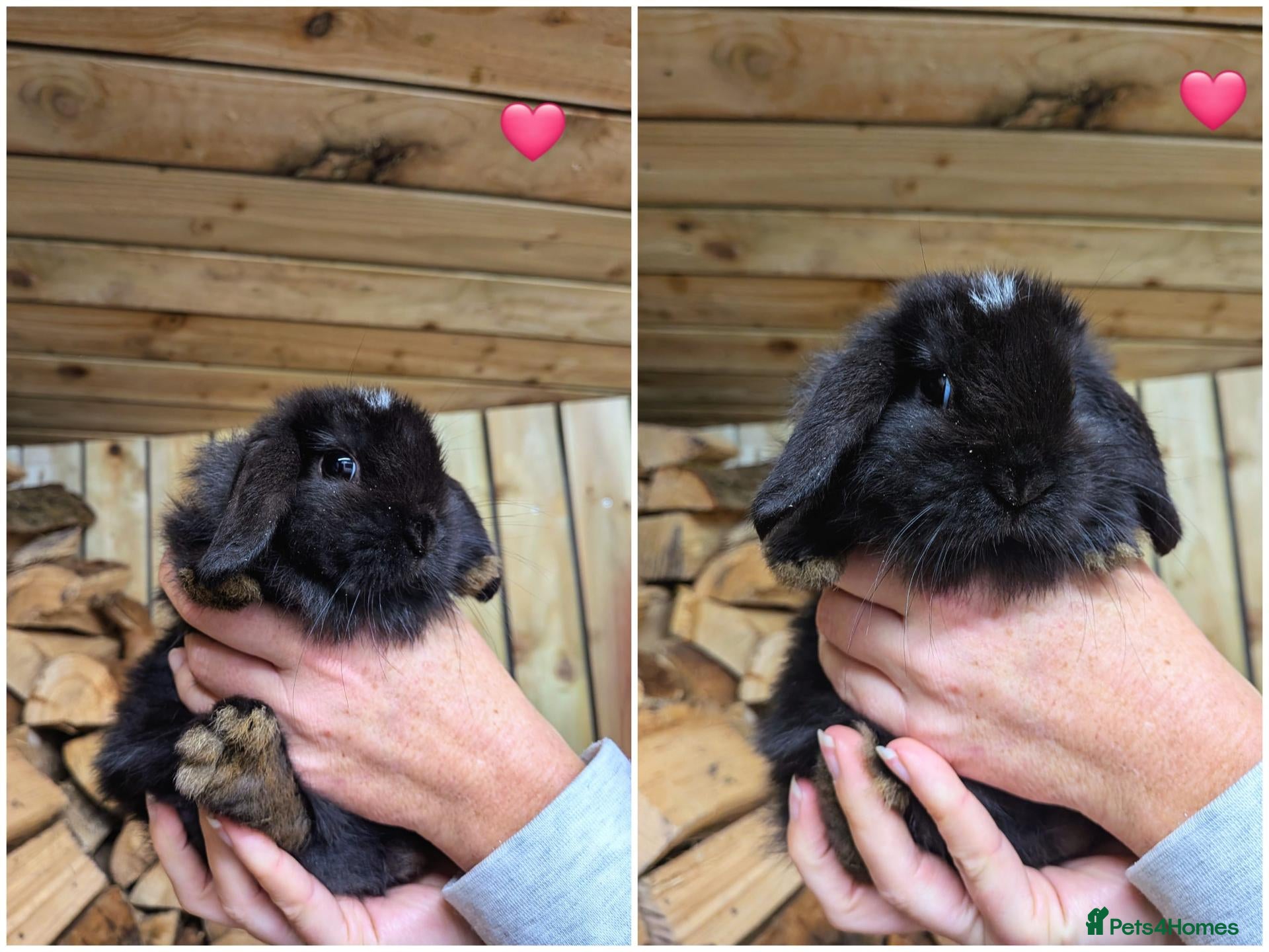 Mini Lop rabbits 1 BOY & 1 GIRL LEFT Beautiful Mini Lops  ˖Ი𐑼⋆  - Advert 3