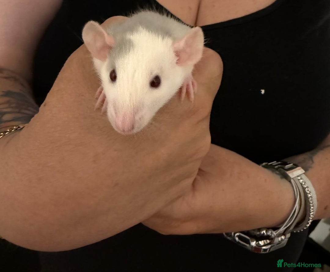 Rat rodents for sale: Beautiful Dumbo baby rats  - Image 14
