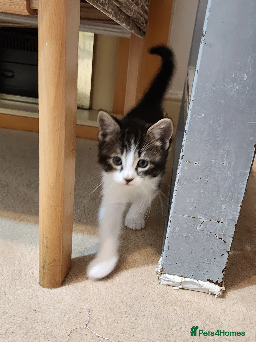 Mixed Breed cats for sale: Four adorable kittens looking for homes - Advert 19