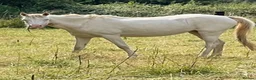 Welsh Section B horses for sale: Beautiful Cremello Welsh B mare - Advert 4