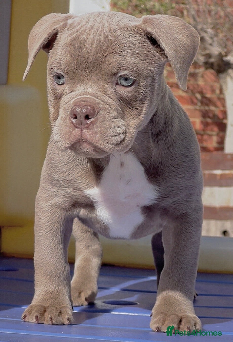 Old Tyme Bulldog dogs Trusted breeder of 24 years  - Advert 2