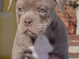 Old Tyme Bulldog dogs Trusted breeder of 24 years - Advert 2