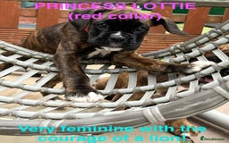 Boxer dogs for sale: Only 1 remaining! KC Boxer Puppies - Image 15