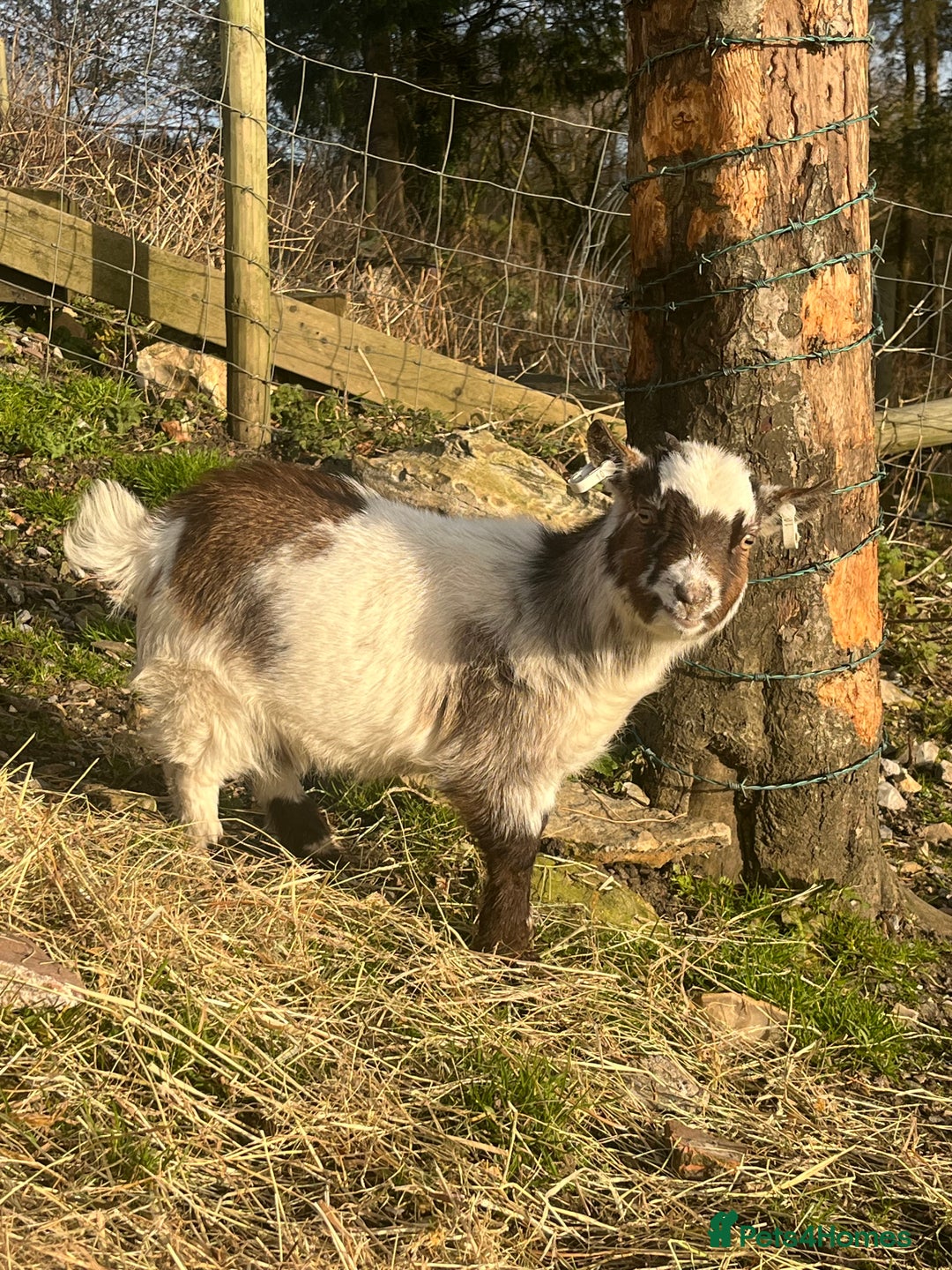 Goats livestock for sale: Pygmy goat pair for sale  - Advert 2