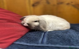 Mixed Breed rabbits for sale: Baby Rabbit (ready to leave now) - Image 3