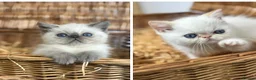Exotic cats for sale: 2 STUNNING EXOTIC MALE KITTENS  - Advert 1
