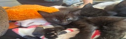 Bombay cats for sale: 3 black cats for sale - Advert 3