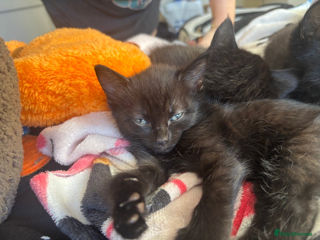 Bombay cats for sale: 3 black cats for sale - Advert 3