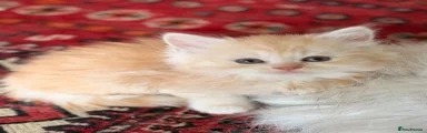 Scottish Fold 1