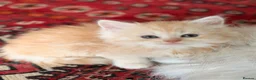 Scottish Fold cats for sale: GORGEOUS SCOTTISH FOLD X EXOTIC PERSIAN KITTENS - Advert 23