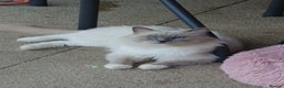 Ragdoll cats for sale: 💙 FOR SALE GCCF ACTIVE Ragdoll Stud – Proven 💙 - Advert 7