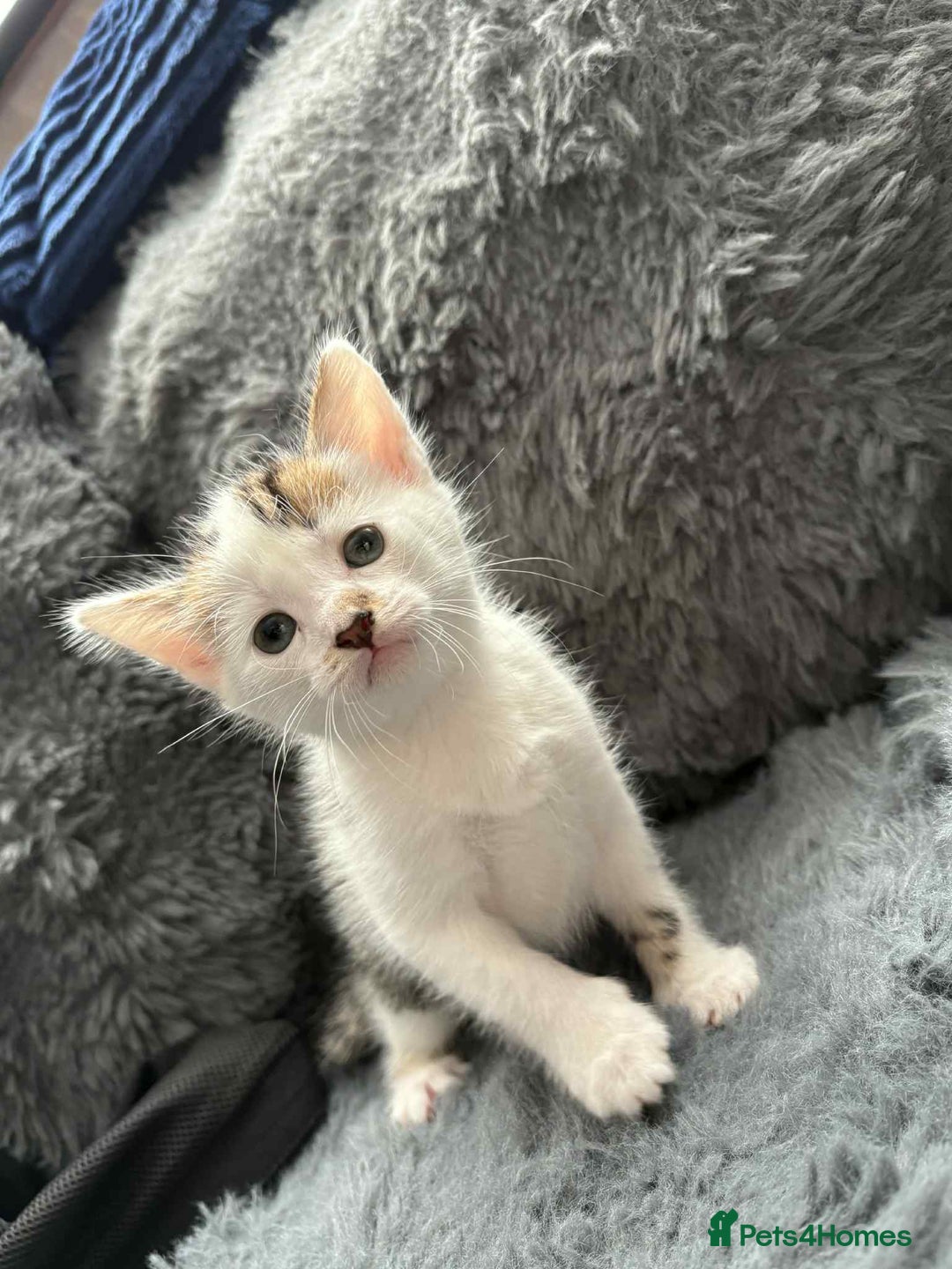 Mixed Breed cats for sale: Adorable Kittens Ready for Their Forever Homes!  - Image 17