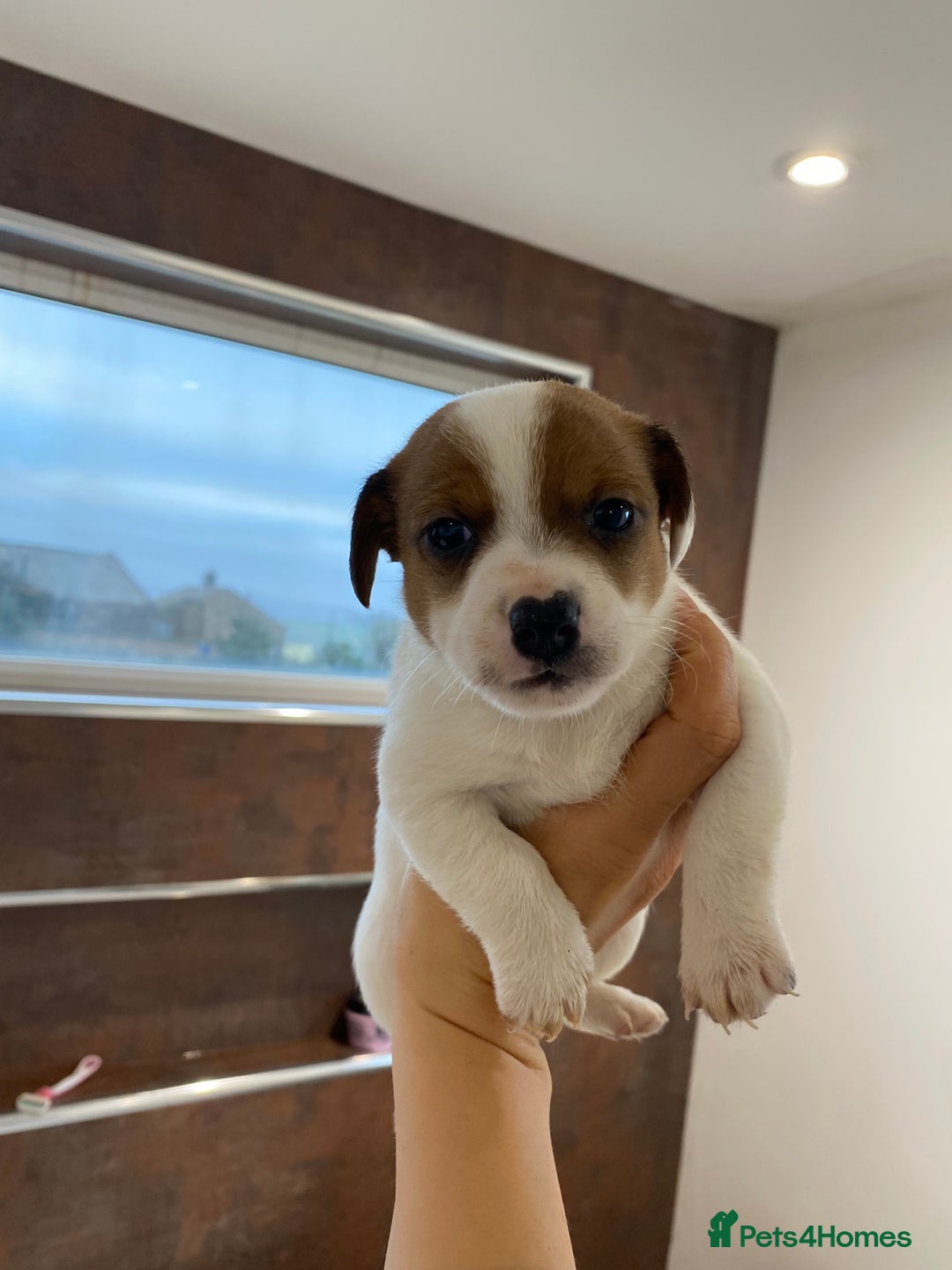 Jack Russell dogs for sale: 3 gorgeous jack Russell boys  - Advert 11