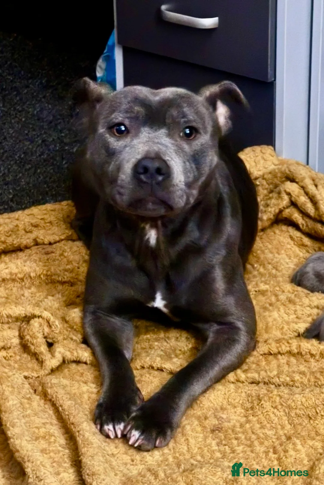 Staffordshire Bull Terrier dogs for sale: Solid Blue staff puppies  - Advert 2