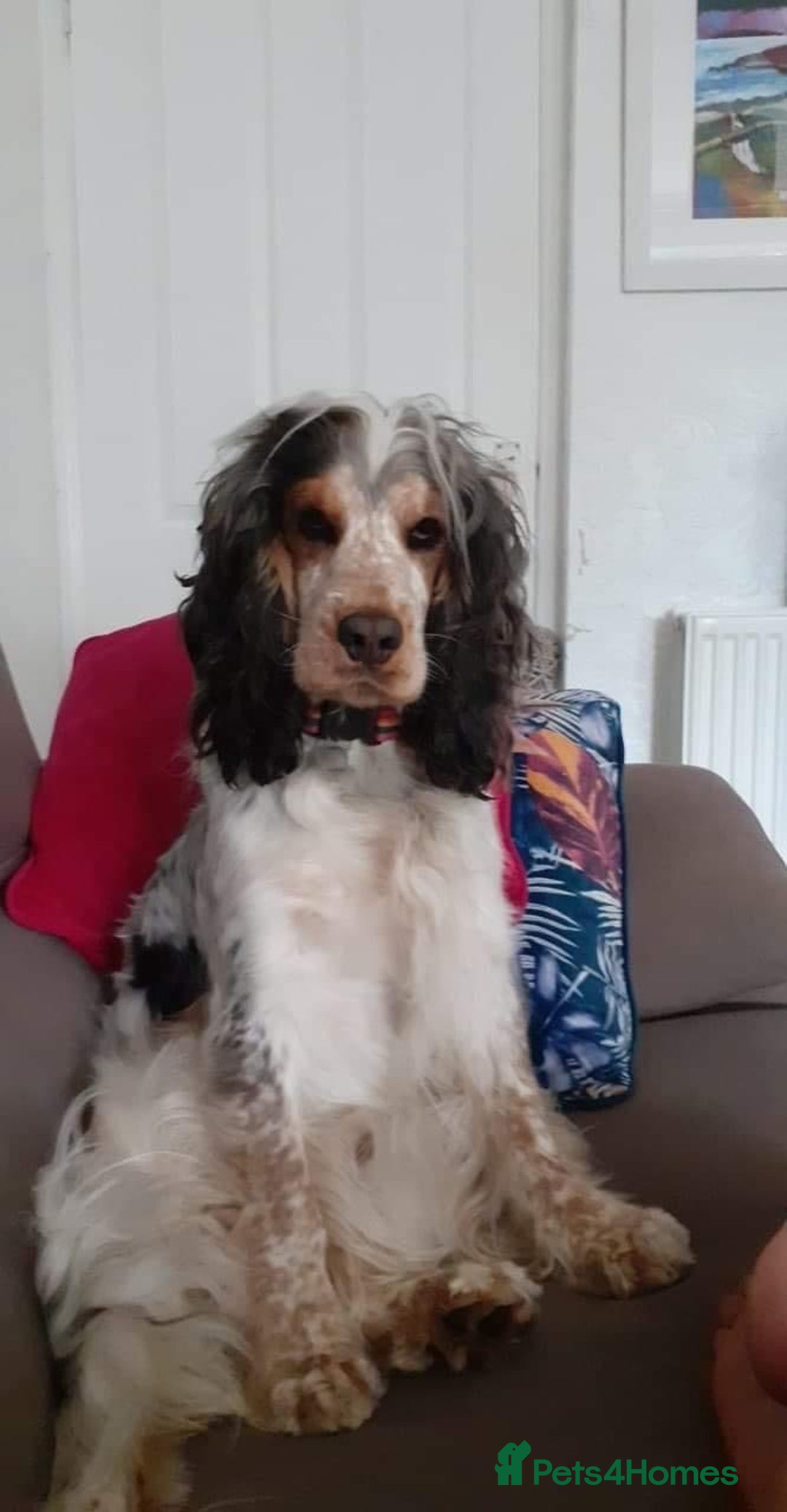 Cocker Spaniel dogs for stud: KC registered DNA tested Show Cocker in Alston - Advert 9