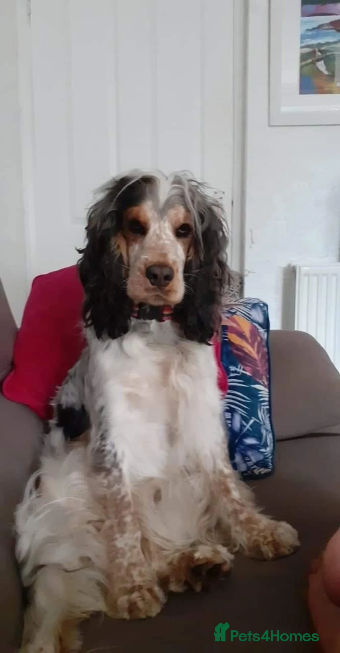 Cocker Spaniel dogs for stud: KC registered DNA tested Show Cocker in Alston - Advert 9