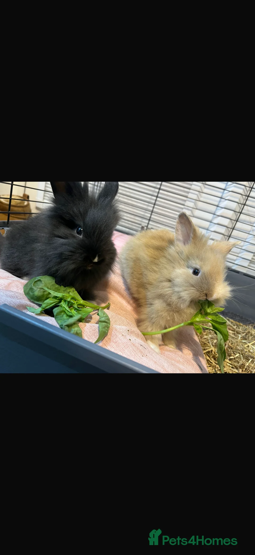 Lionhead rabbits for sale: 2 beautiful female lionhead manes for sale  in Leicester - Advert 1