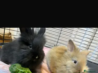 Lionhead rabbits 2 beautiful female lionhead manes for sale in Leicester - Advert 3