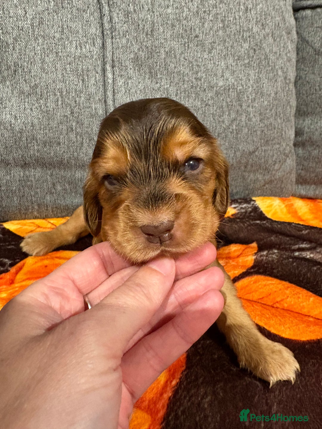 Cocker Spaniel dogs for sale: Beautiful Kc reg show cocker spaniels  - Image 15