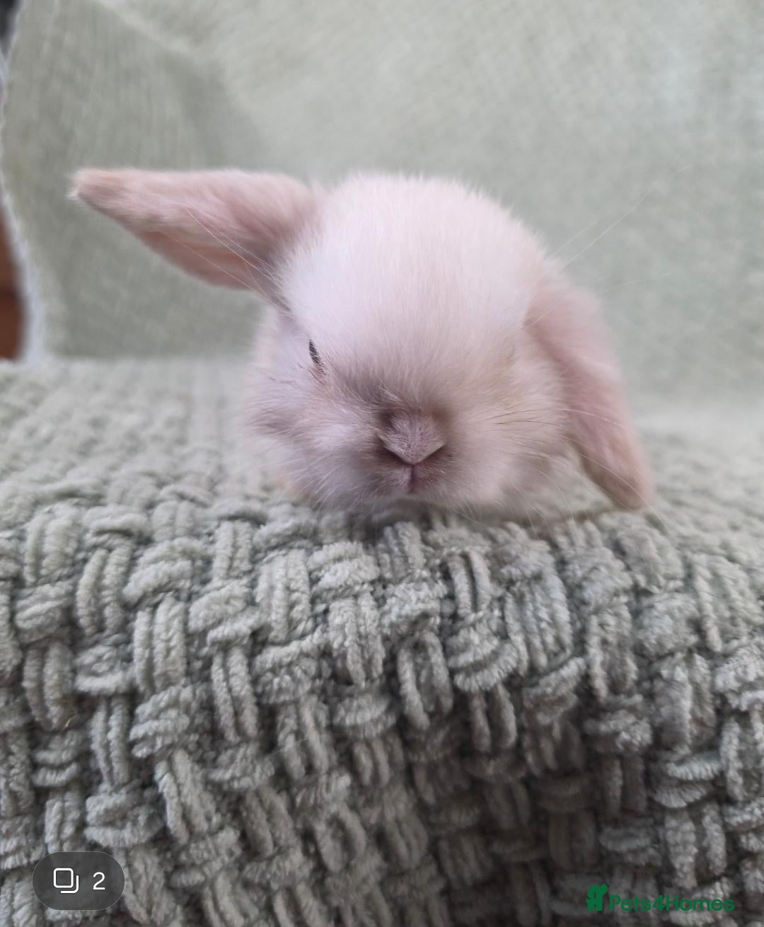 Mini Lop rabbits 2 mini lop baby bucks/boys left - Advert 2