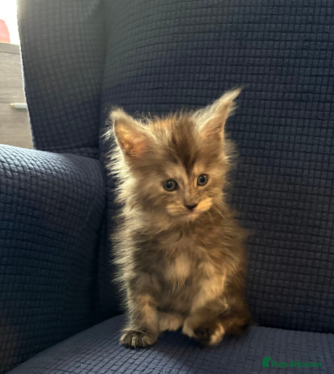 Maine Coon cats for sale: Beautiful mix mainecoon kittens  - Image 11