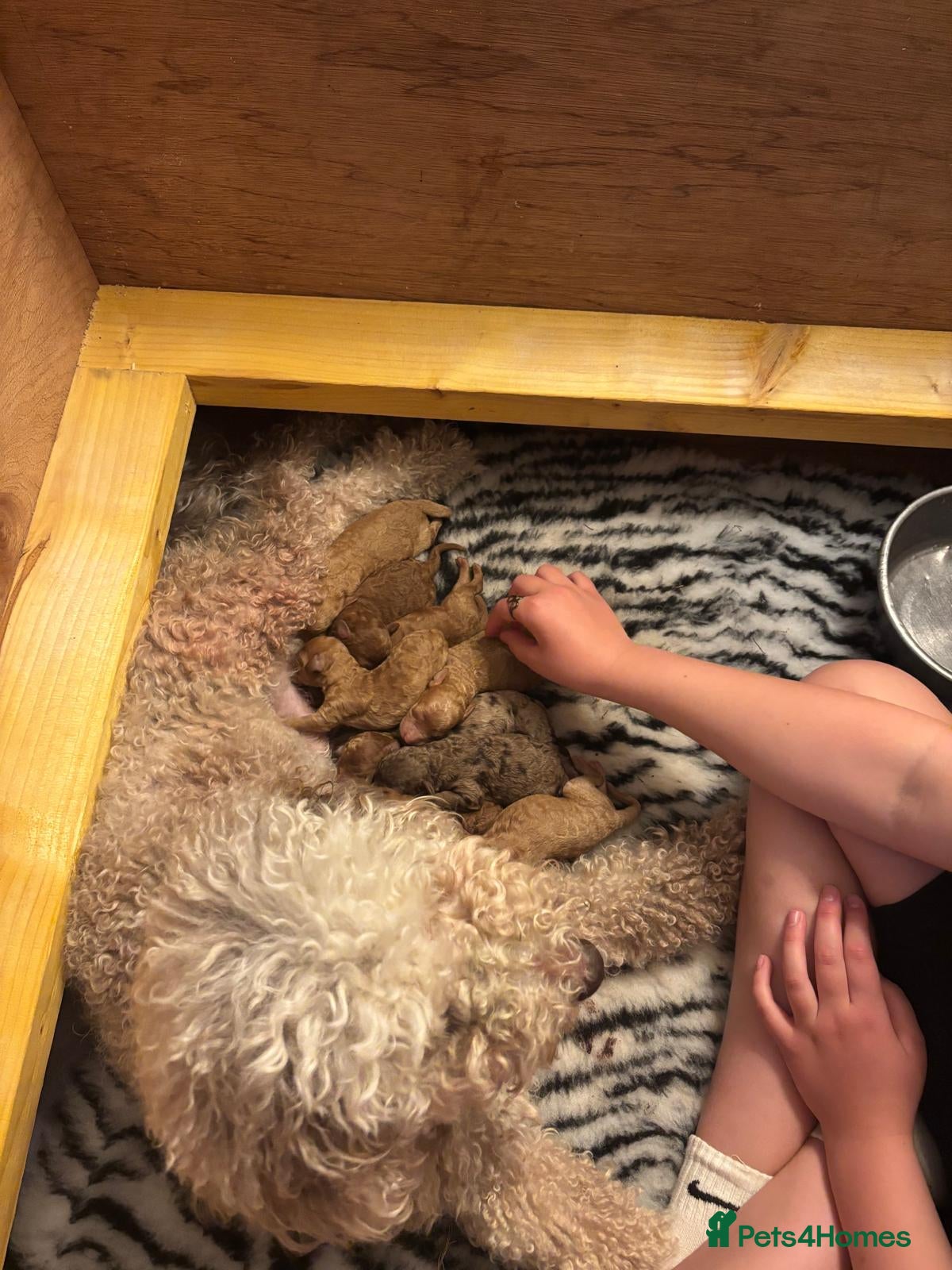 Mixed Breed dogs for sale: Moyen/miniature poodle - Advert 3