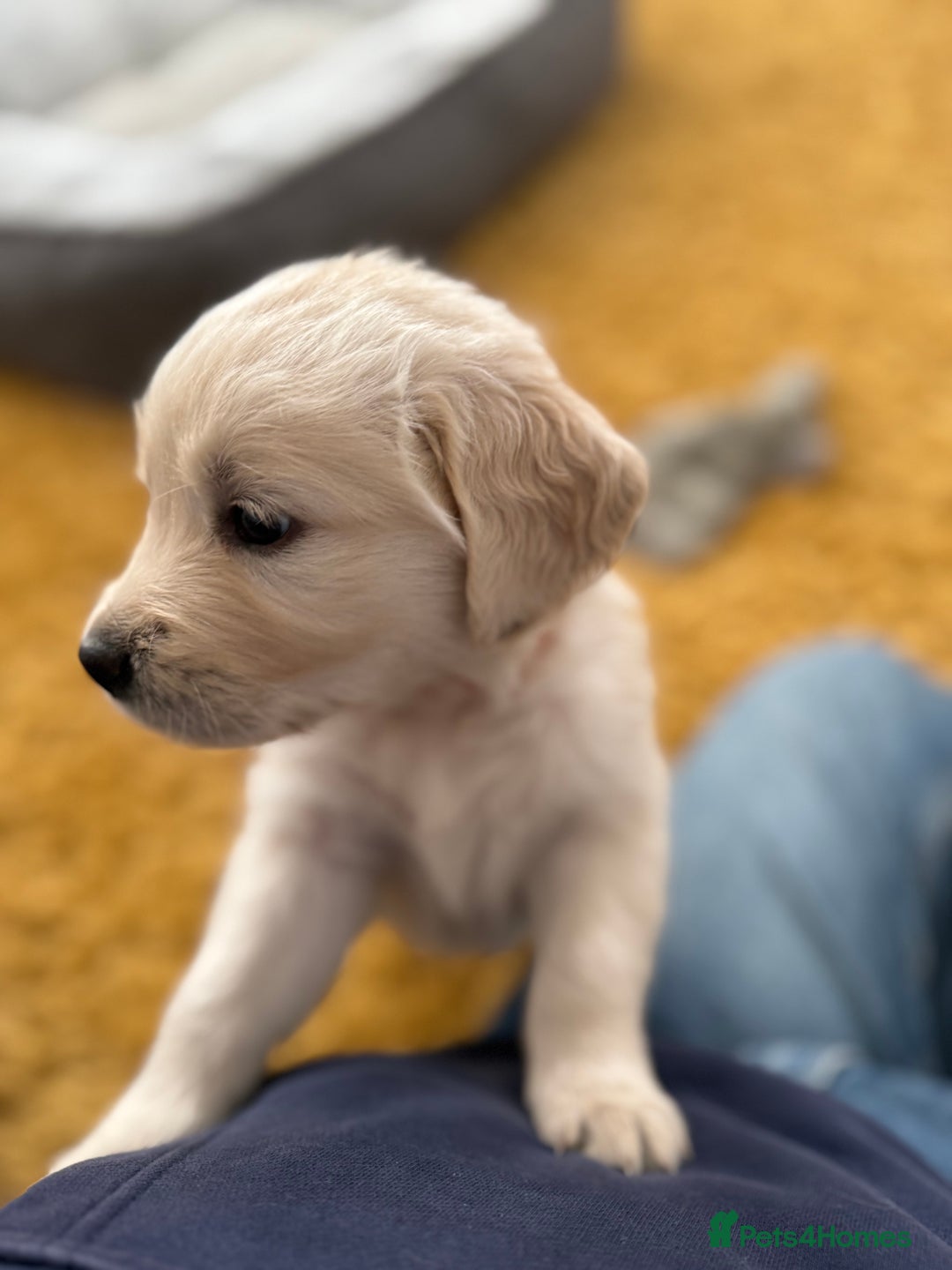 Golden Retriever dogs for sale: Golden Retriever Chunky Puppies for sale - Image 30
