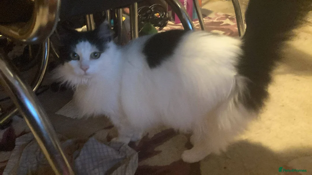 Mixed Breed cats for sale: My name is Tilly & I am 6 in Aberdare - Advert 4