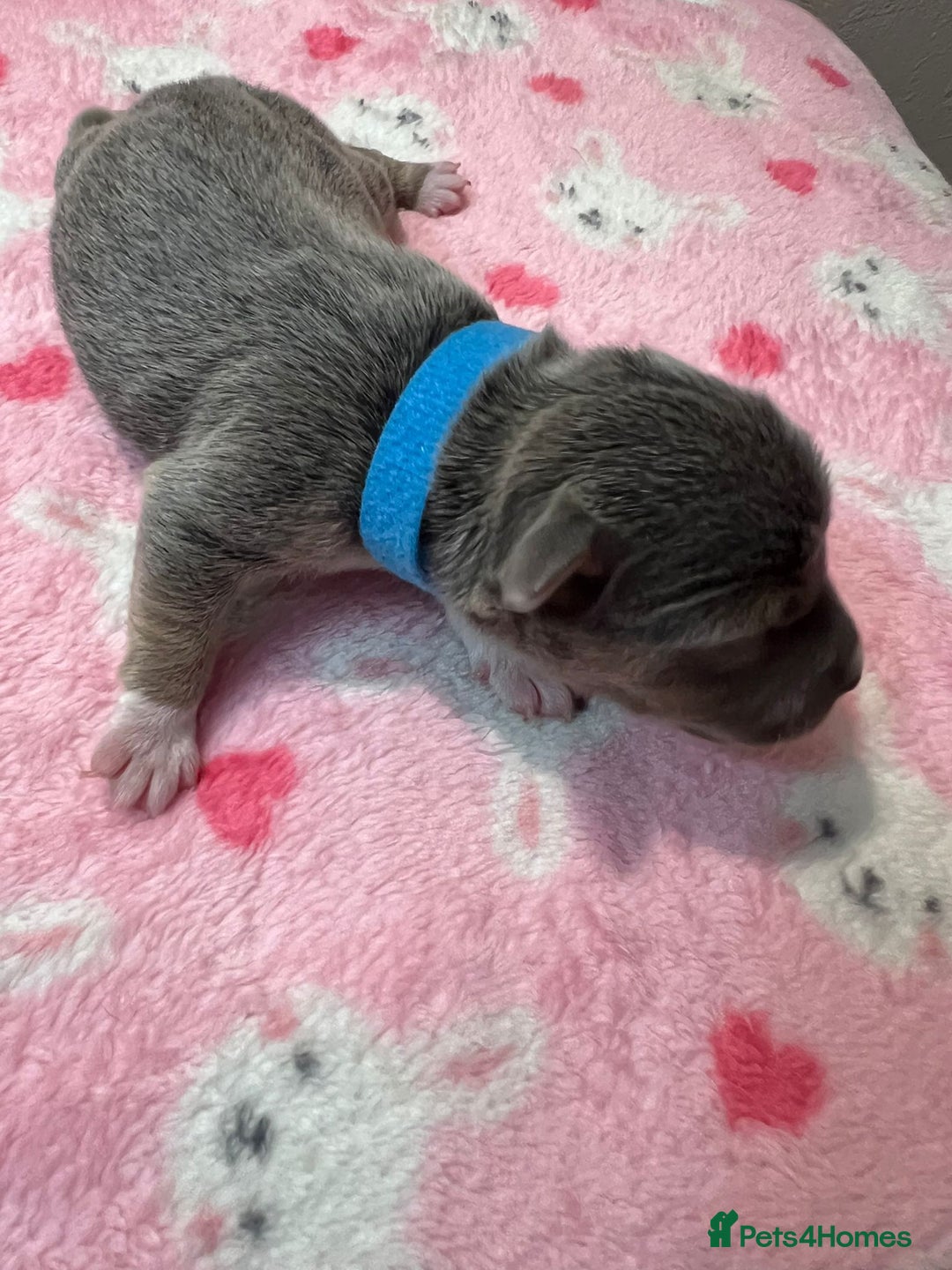 Jack Russell dogs for sale: Jack Russell puppies. - Image 1