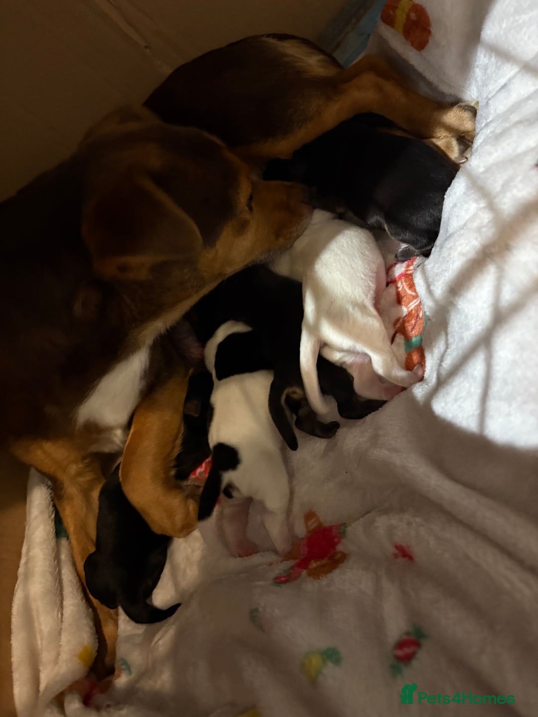 Jack Russell dogs for sale: Jack Russell  - Advert 2