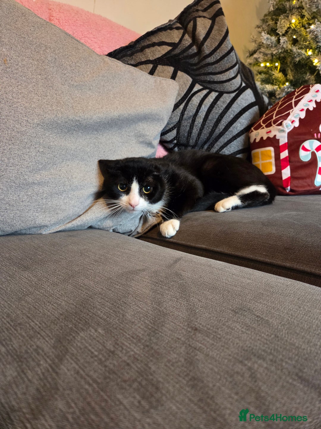 British Shorthair cats for sale: Beautiful black and white cat Oreo  - Advert 2