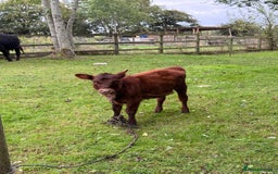 Cows & Bulls livestock for sale: Dexter 1 Bull and two cows for sale - Image 6