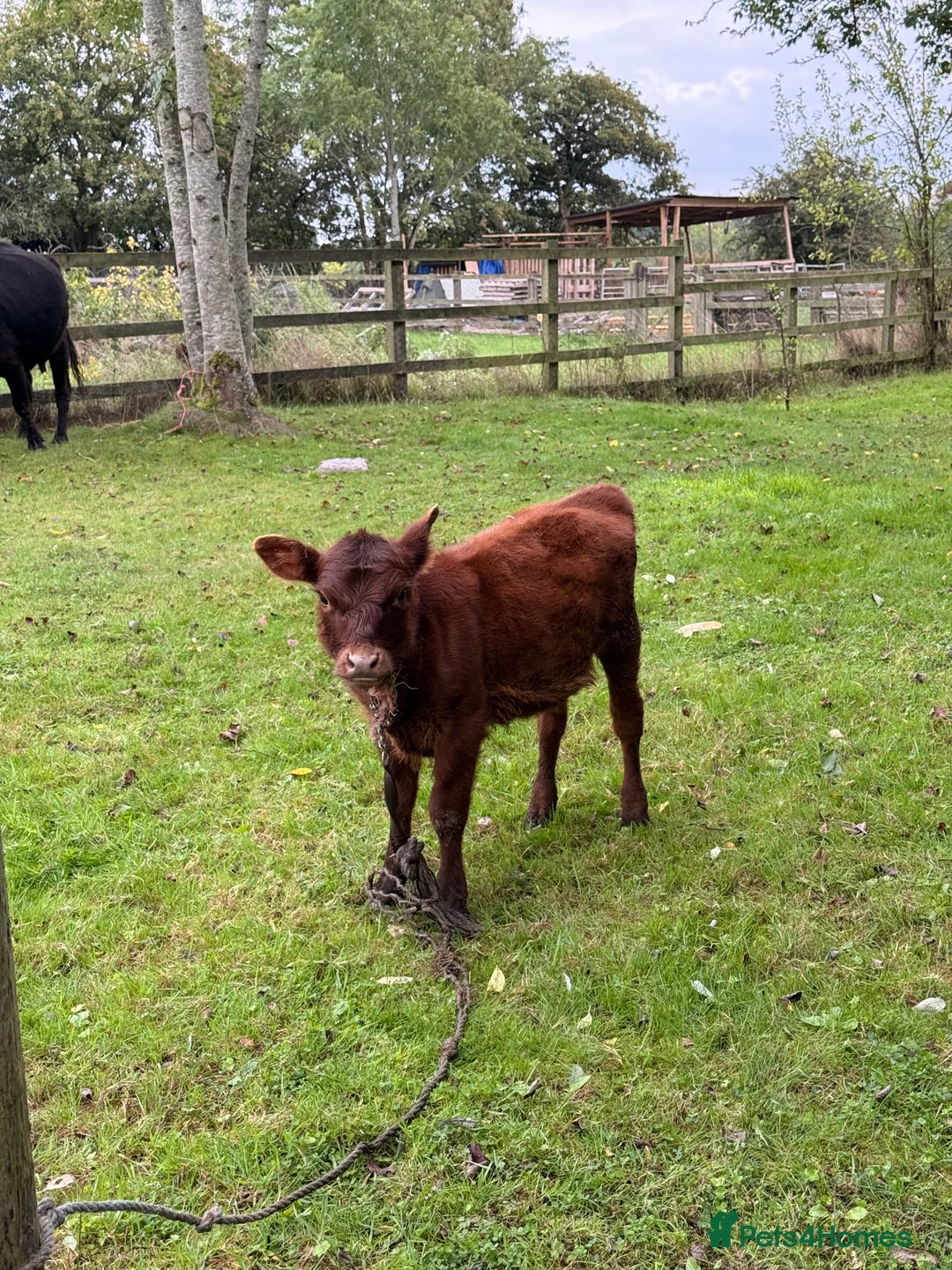 Cows & Bulls livestock for sale: Dexter 1 Bull and two cows for sale - Image 6