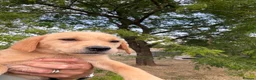 Labrador Retriever dogs for sale: 🖤🧡Fabulous Puppies Looking for a 5⭐️ home  - Advert 10