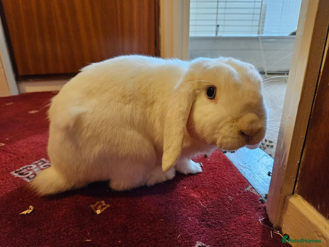German Lop rabbits for sale: Rescue a Beautiful Rabbit - Advert 8