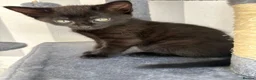 Mixed Breed cats for sale: Adorable kittens ready for there loving homes  in Hailsham - Advert 9