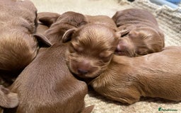 Cockapoo dogs for sale: F1 Purebed Red cockapoo 5 ⭐️ genetics & health - Image 14