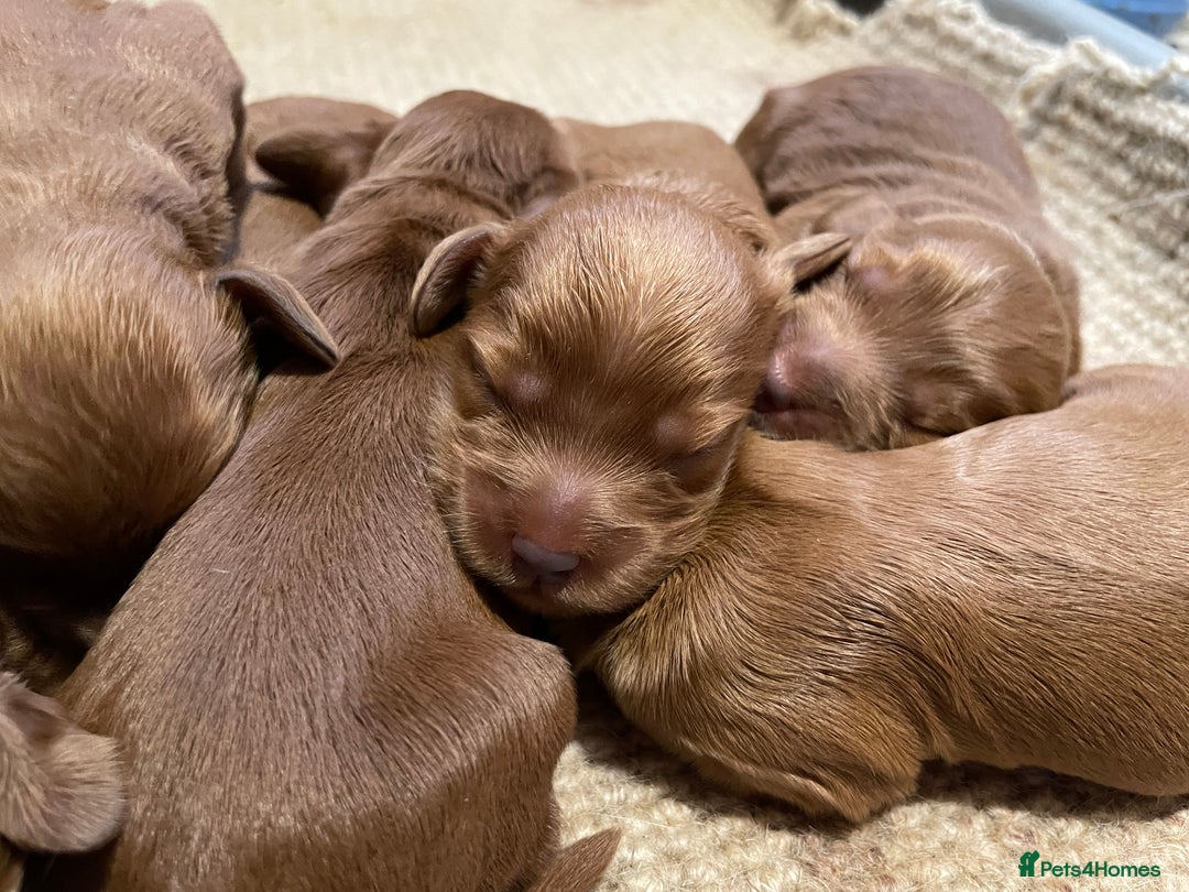 Cockapoo dogs for sale: F1 Purebed Red cockapoo 5 ⭐️ genetics & health - Image 14