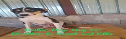 Mixed Breed dogs for adoption: Sailor Boy, 2 yrs approx. Available for adoption. - Advert 3