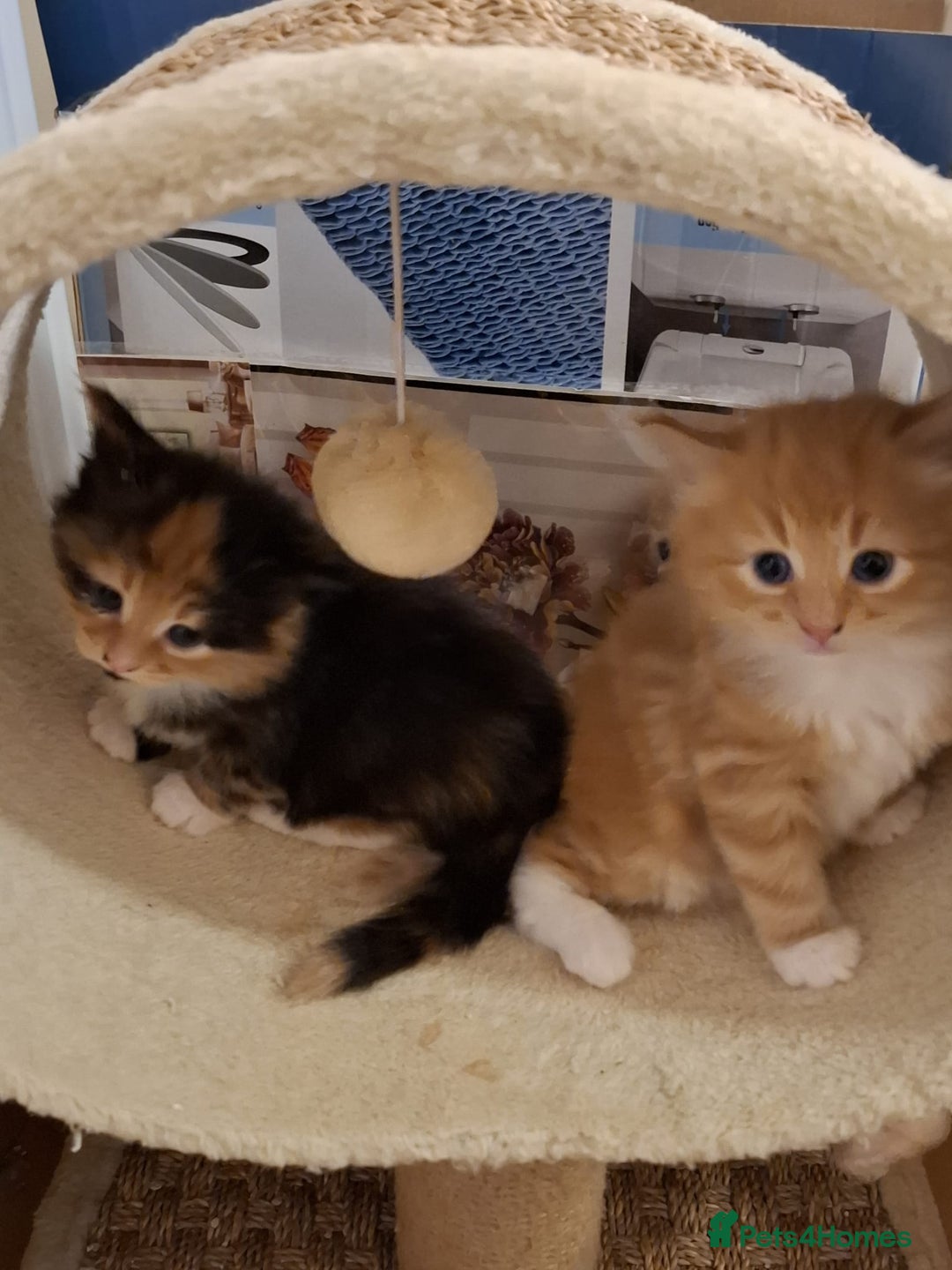 Mixed Breed cats for sale: 4 gorgerous kittens - Image 34