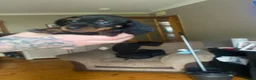 Miniature Dachshund dogs for sale: Mini dachshund puppies  in Dalkeith - Advert 5