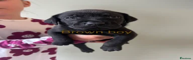 Mixed Breed Puppy 1