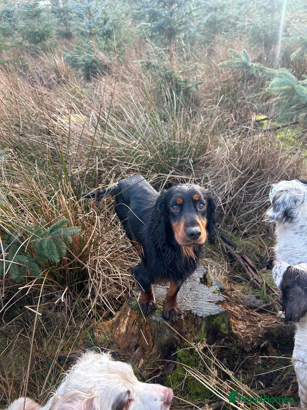 Cocker Spaniel dogs for stud: KC Registered Black and Tan Cocker Stud - Advert 3