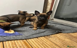 Belgian Shepherd Dog dogs for sale: 9 Belgian malinois puppies 🧬‼️ - Image 10