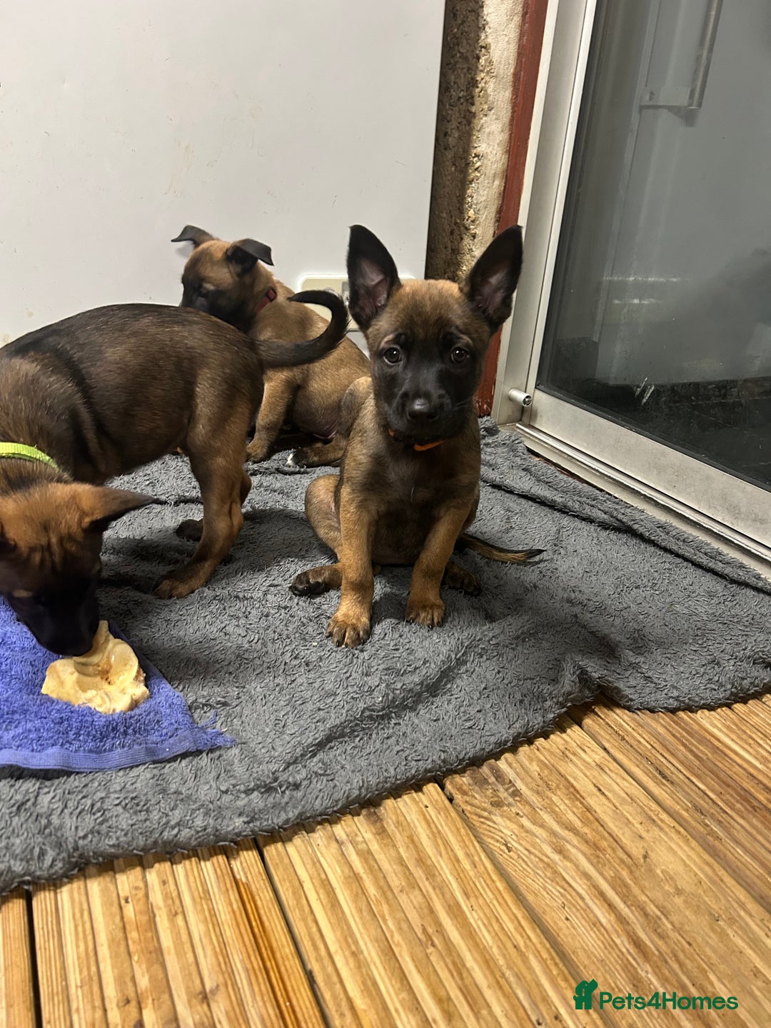 Belgian Shepherd Dog dogs for sale: 9 Belgian malinois puppies 🧬‼️ - Image 10