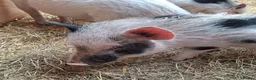 Pig livestock for sale: 3 x Castrated Mini / Micro Pigs - Advert 3