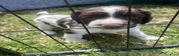 English Springer Spaniel dogs for sale: KC Reg Male Springer Spaniel pups  - Advert 5