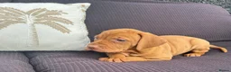Hungarian Vizsla dogs for sale: Gunfield duel purpose - Exceptional Show & Working - Advert 15