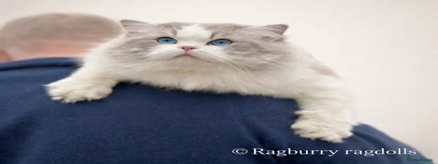 Ragdoll